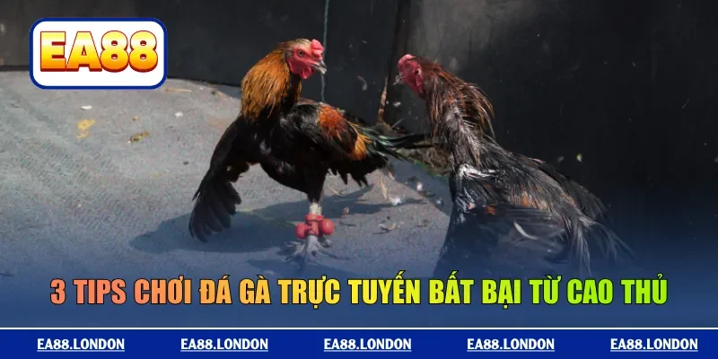 3 tips chơi đá gà trực tuyến bất bại từ cao thủ