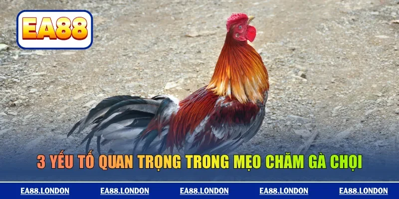 3 yếu tố quan trọng trong mẹo chăm gà chọi