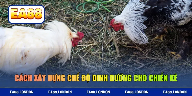 Cách xây dựng chế độ dinh dưỡng cho chiến kê