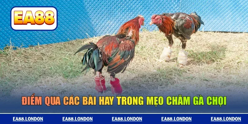 Điểm qua các bài hay trong mẹo chăm gà chọi