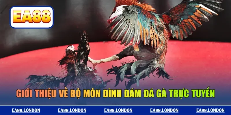 Giới thiệu về bộ môn đình đám đá gà trực tuyến