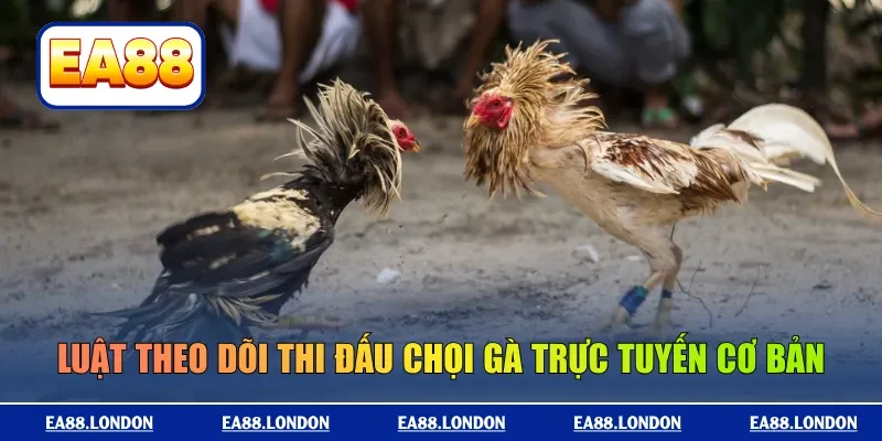 Luật theo dõi thi đấu chọi gà trực tuyến cơ bản
