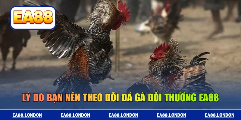 Lý do bạn nên theo dõi đá gà đổi thưởng EA88