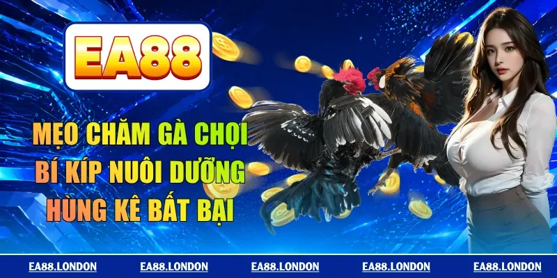 mẹo chăm gà chọi
