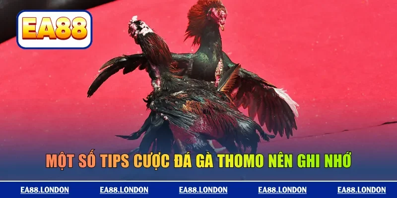 Một số tips cược đá gà Thomo nên ghi nhớ