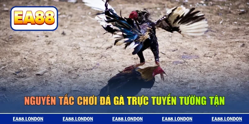 Nguyên tắc chơi đá gà trực tuyến tường tận
