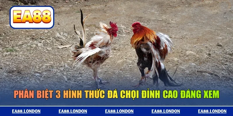 Phân biệt 3 hình thức đá chọi đỉnh cao đáng xem
