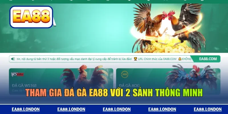 Tham gia đá gà EA88 với 2 sảnh thông minh