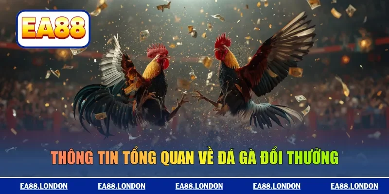 Thông tin tổng quan về đá gà đổi thưởng