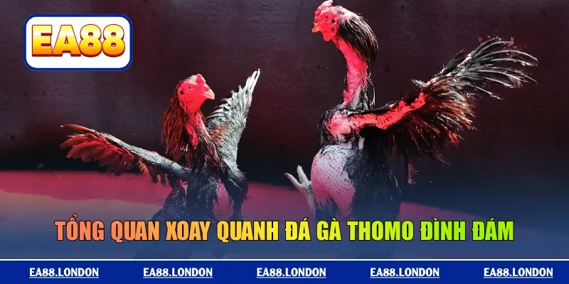 Tổng quan xoay quanh đá gà Thomo đình đám